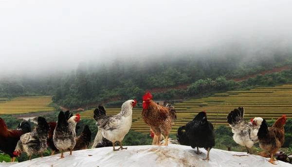 Người ta vẫn ví Bình Liêu là Sapa thu nhỏ bởi đến với huyện nhỏ này, bạn sẽ được sống với văn hóa của các đồng bào dân tộc thiểu số như Dao, Tày, Sán Chỉ,... được ngắm cảnh sắc núi rừng bạt ngàn, được hít hà hương hồi hương quế, được nghe những âm thanh rì rào của suối ngàn. Ảnh: FB Binh Lieu Travel Guide