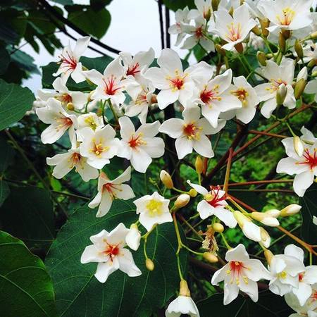 Còn nếu bạn du lịch Bình Liêu vào những ngày cuối tháng 3, đầu tháng 4, bạn sẽ được chiêm ngưỡng mùa hoa trẩu tuyệt đẹp. Ảnh: phananhtuann