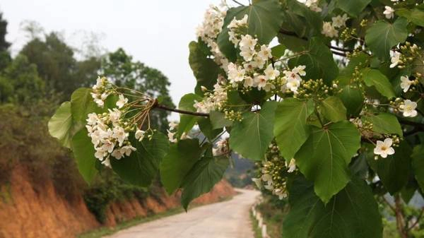 Con đường hoa trẩu Bình Liêu - Ảnh: Thủy Trần