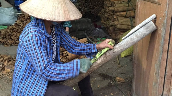 Cạo vỏ quế - một công việc phổ biến ở Hoành Mô - Ảnh: Thủy Trần