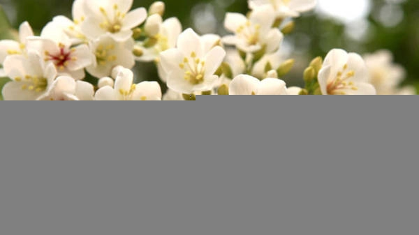 Vẻ đẹp hoa trẩu trên đường tuần tra biên giới - Ảnh: Thủy Trần
