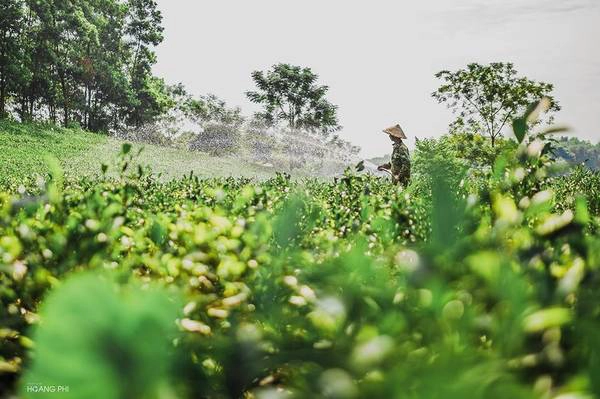 Buổi sáng bắt đầu trên mảnh đất tuyệt đẹp này bằng những hoạt động bình dị của người nông dân trồng chè. Người hái búp, người tưới cây nhộn nhịp một vùng.