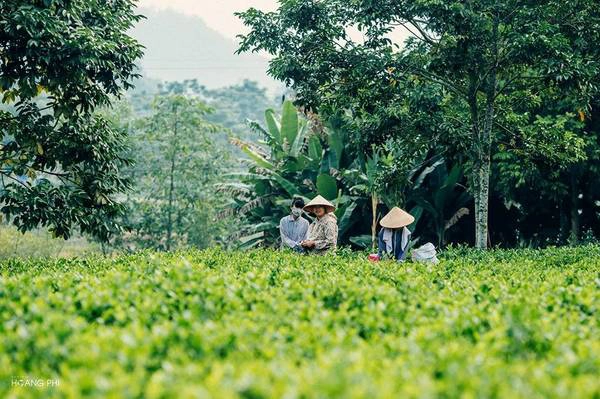 Không khí buổi sáng trong lành, mát mẻ. Nắng nhẹ buông trên những đồi chè hình bát úp chạy tít tắp đến chân trời. Từng góc, rộn lên tiếng cười nói, đôi ba câu chuyện của những cô gái hài chè.