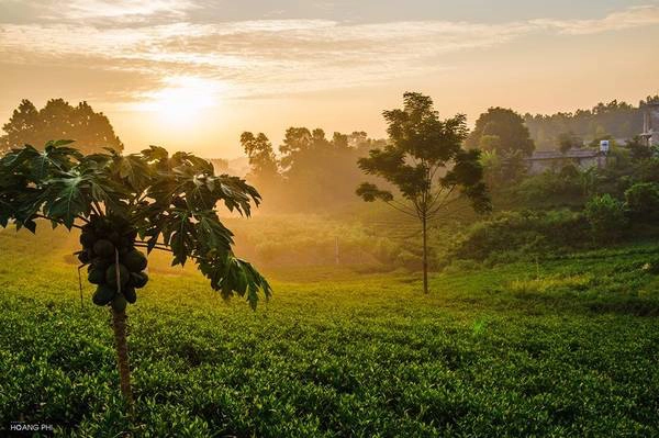 Mải vui đùa theo những câu chuyện của người dân, du khách sẽ phải ngỡ ngàng trước vẻ đẹp hùng vĩ, xanh mướt một màu của những nương chè khi phóng tầm mắt ra đường chân trời.