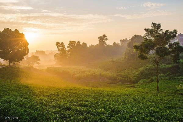 Mặt trời ló rạng, mang theo sức sống mãnh liệt cho một ngày mới. Những búp chè căng tràn sương sớm, mơn mởn như đang vươn lên, tắm mình trong nắng. Màu vàng nhẹ của nắng mai như hòa quyện vào màu xanh mát của nương chè tạo nên một bức tranh tuyệt bích.