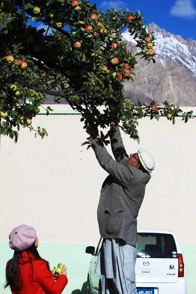 Ở Hunza, người dân trồng cây ăn trái rất nhiều, đặc biệt họ không sử dụng bất cứ loại phân bón hay thuốc hóa học nào. Trong lúc dừng chân bên đường, cả đoàn chạy lên đồi để chụp ảnh cây táo này. Bác chủ nhà tốt bụng nhìn thấy ngay lập tức bắc ghế lên hái rất nhiều táo tặng nhóm du khách Việt. Ở Hunza, người dân trồng cây ăn trái rất nhiều, đặc biệt họ không sử dụng bất cứ loại phân bón hay thuốc hóa học nào. Trong lúc dừng chân bên đường, cả đoàn chạy lên đồi để chụp ảnh cây táo này. Bác chủ nhà tốt bụng nhìn thấy ngay lập tức bắc ghế lên hái rất nhiều táo tặng nhóm du khách Việt.