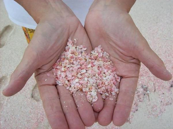 Những động vật cực nhỏ với vỏ hồng sáng tạo màu cho nền cát. Những động vật cực nhỏ với vỏ hồng sáng tạo màu cho nền cát.