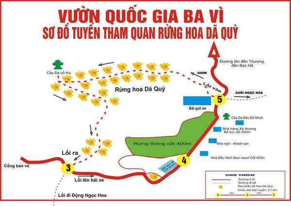 Sơ đồ ngắm hoa dã quỳ ở Vườn Quốc gia Ba Vì