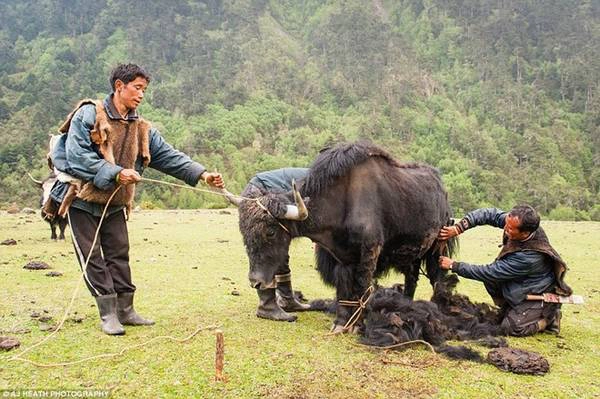 Chăm sóc bò yak là công việc theo mùa. Họ chỉ xén lông của các con đực đã bị thiến và con cái, nên những con bò đực khác nhìn khá khác. Chăm sóc bò yak là công việc theo mùa. Họ chỉ xén lông của các con đực đã bị thiến và con cái, nên những con bò đực khác nhìn khá khác.