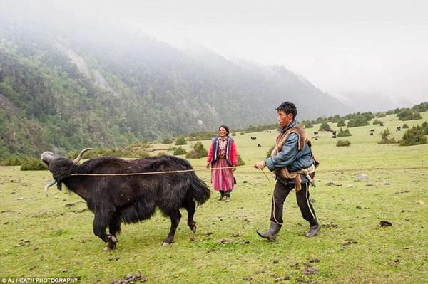 Vào những tháng mùa hè, người Brokpa sống du cư, di chuyển tới các vùng đất thích hợp để chăn thả gia súc. Vào những tháng mùa hè, người Brokpa sống du cư, di chuyển tới các vùng đất thích hợp để chăn thả gia súc.