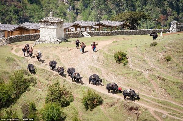 Trong suốt nhiều thế kỷ, người Brokpa đã sống cuộc sống đơn giản theo truyền thống. Sự thay đổi phong cách sống có thể sẽ xóa sổ nền văn hóa của họ. Trong suốt nhiều thế kỷ, người Brokpa đã sống cuộc sống đơn giản theo truyền thống. Sự thay đổi phong cách sống có thể sẽ xóa sổ nền văn hóa của họ.