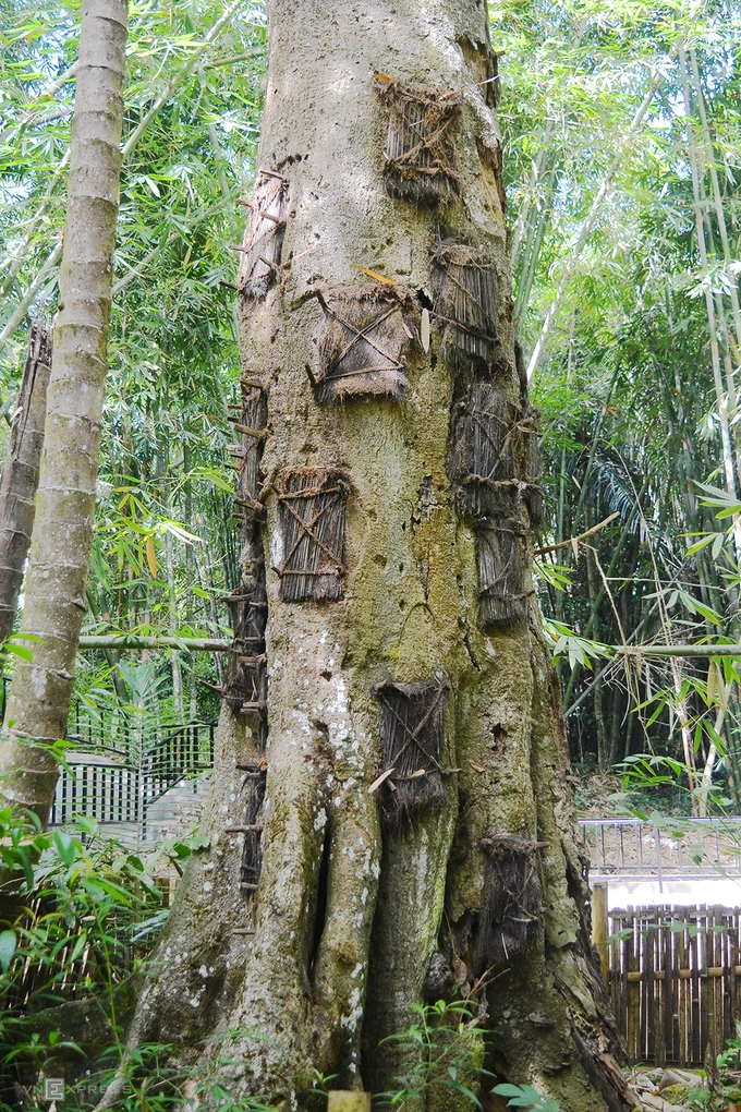 Một hình thức mai táng cũng khá phổ biến ở phía bắc Toraja là chôn xác những đứa trẻ chưa mọc răng trong những gốc cây cổ thụ. Cha mẹ đứa trẻ sẽ khoét lỗ trên những thân cây khổng lồ, gói con họ vào các tấm vải và đưa vào trong. Người ta tin rằng nơi này sẽ giúp những đứa bé có thể "hấp thụ" tự nhiên. Lỗ hổng sau đó được niêm phong bằng sợi cọ và khi thân cây hồi phục theo thời gian, cơ thể sẽ được hấp thụ. Hàng chục đứa trẻ được mai táng trong mỗi gốc cây.