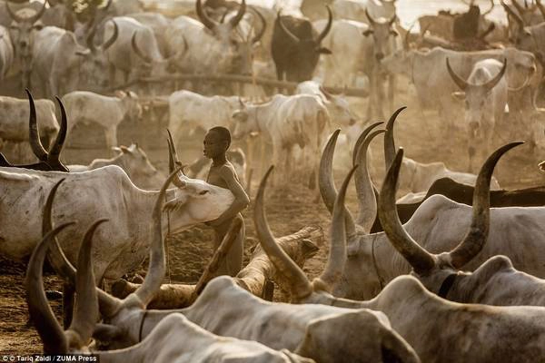 Một cậu bé ôm con bò Ankole-Watusi giữa khu trại. Loài vật màu trắng này được mệnh danh là “gia súc của vua chúa”, với cặp sừng có thể dài tới 2,5 m. Một cậu bé ôm con bò Ankole-Watusi giữa khu trại. Loài vật màu trắng này được mệnh danh là “gia súc của vua chúa”, với cặp sừng có thể dài tới 2,5 m.