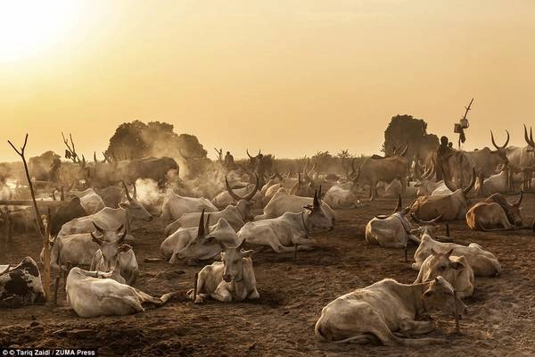 Bình minh trên trại nuôi bò của người Mundari. Họ dùng súng trường để canh giữ đàn gia súc. Một con bò có thể có giá 500 USD. Bình minh trên trại nuôi bò của người Mundari. Họ dùng súng trường để canh giữ đàn gia súc. Một con bò có thể có giá 500 USD.