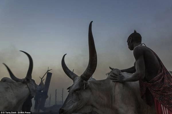 Người đàn ông trát tro lên bò để chống côn trùng đốt ban đêm. Người đàn ông trát tro lên bò để chống côn trùng đốt ban đêm.