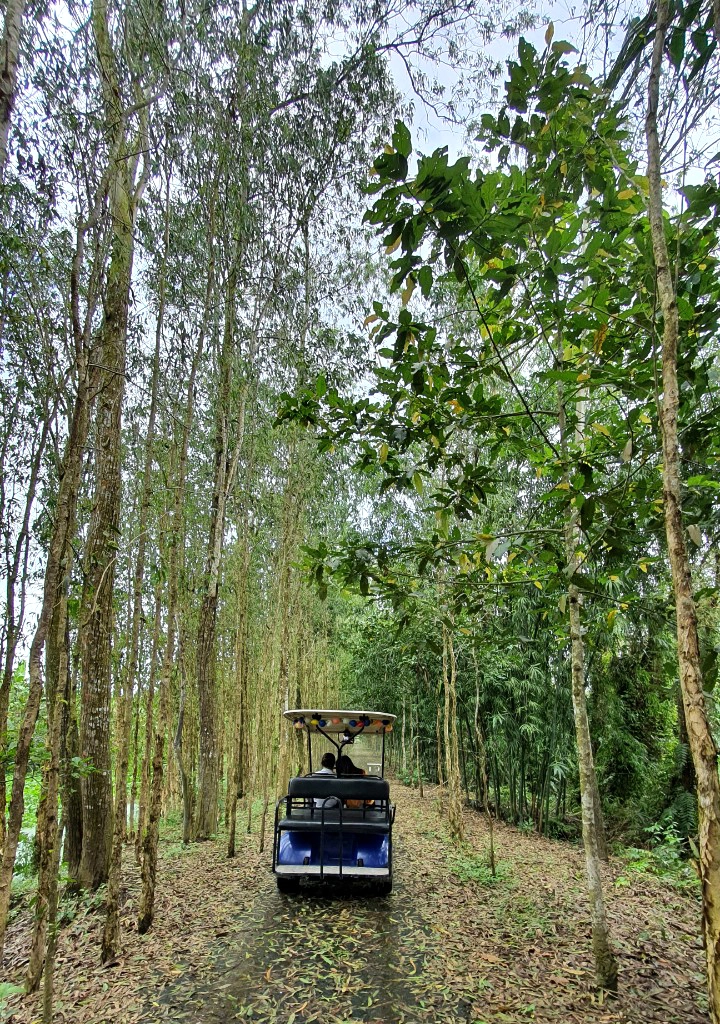 Xe đưa du khách tham quan. Ảnh: thamhiemmekong