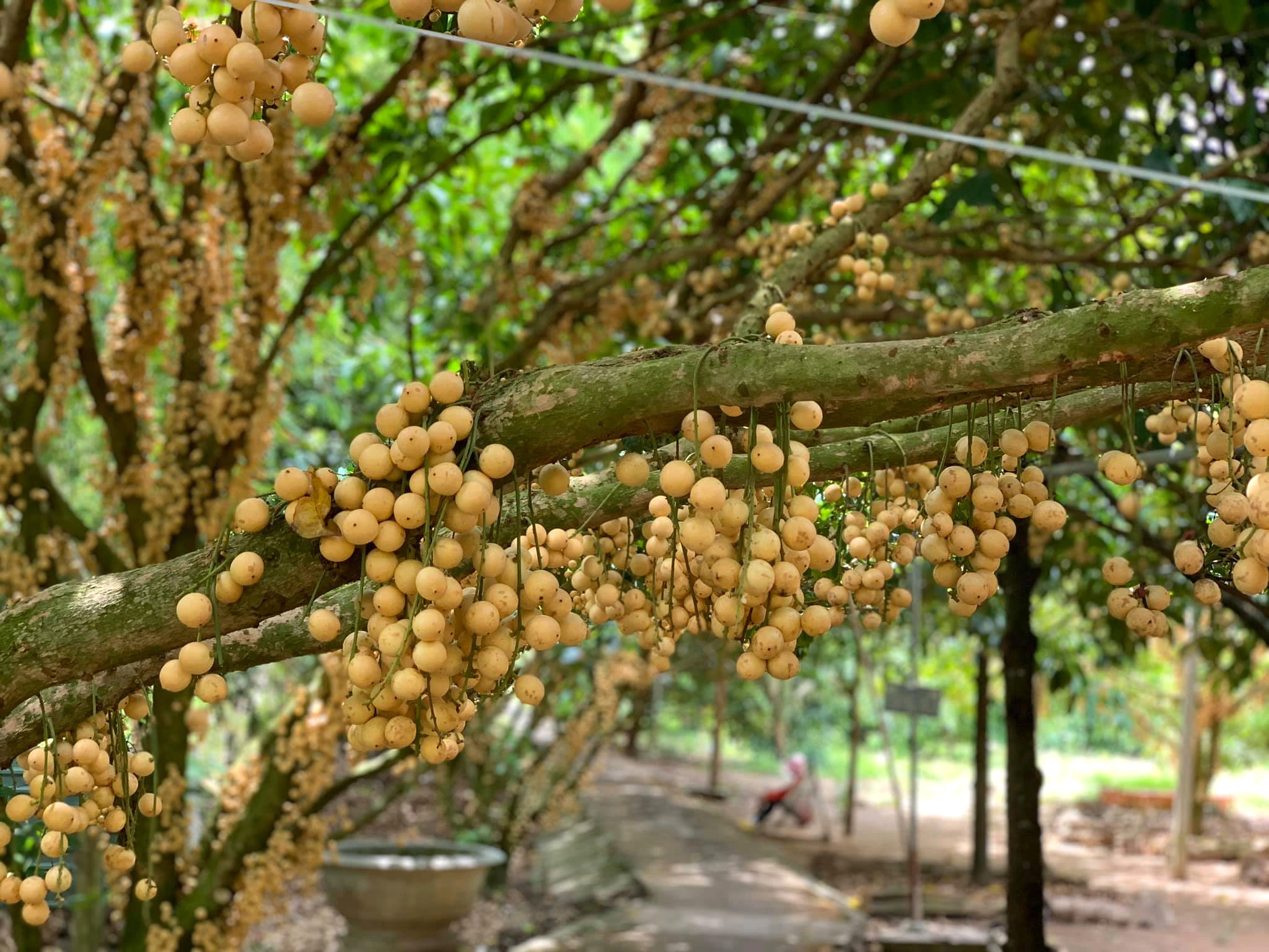 Vườn dâu Thiên Ân. Ảnh: thamhiemmekong