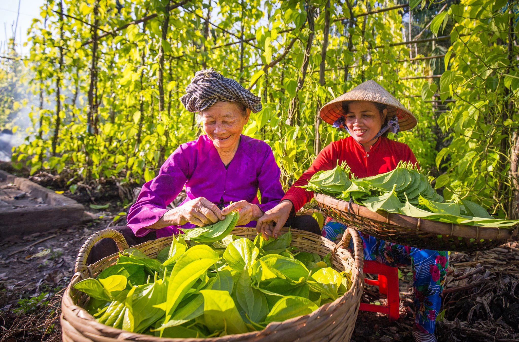 Làng trầu Vị Thủy