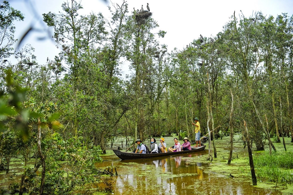 Rừng Tràm Vị Thủy