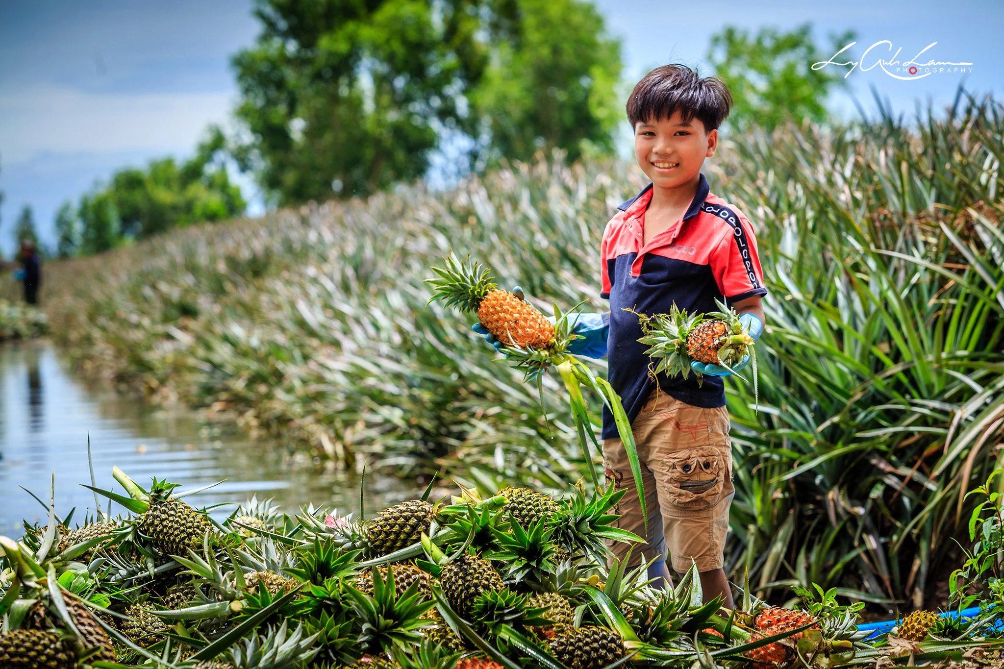 Cánh đồng khóm Cầu Đúc - Hậu Giang. Ảnh: thamhiemmekong