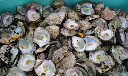 Bờ biển được biết đến bởi lượng hải sản phong phú có chất lượng tuyệt vời, từ hàu sữa, trai cho đến tôm hùm, cua. Bờ biển được biết đến bởi lượng hải sản phong phú có chất lượng tuyệt vời, từ hàu sữa, trai cho đến tôm hùm, cua.