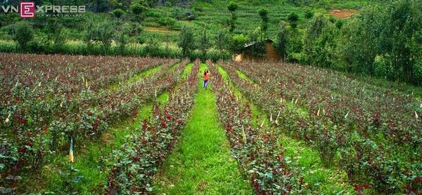 Những người thích du lịch bụi thường trìu mến gọi Sủng Là với tên gọi "đóa hồng của tỉnh". Đây là một trong những vựa trồng hoa hồng nổi tiếng nhất Hà Giang. Những người thích du lịch bụi thường trìu mến gọi Sủng Là với tên gọi "đóa hồng của tỉnh". Đây là một trong những vựa trồng hoa hồng nổi tiếng nhất Hà Giang.