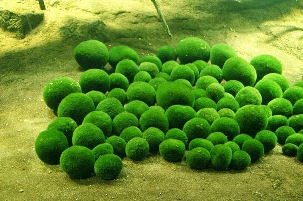 Bóng rêu còn được gọi là bóng rong biển, cầu tảo, và phổ biến nhất là marimo (theo cách gọi của người Nhật Bản), là một loài tảo thân mềm, dạng sợi có tên khoa học là Aegagropila linnaei. Marimo thường phát triển thành những quả cầu màu xanh lá cây, mềm mại và có kích thước từ 12-30 cm, tùy thuộc vào từng nơi sinh trưởng. Ảnh: Amusing Planet. Bóng rêu còn được gọi là bóng rong biển, cầu tảo, và phổ biến nhất là marimo (theo cách gọi của người Nhật Bản), là một loài tảo thân mềm, dạng sợi có tên khoa học là Aegagropila linnaei. Marimo thường phát triển thành những quả cầu màu xanh lá cây, mềm mại và có kích thước từ 12-30 cm, tùy thuộc vào từng nơi sinh trưởng. Ảnh: Amusing Planet.