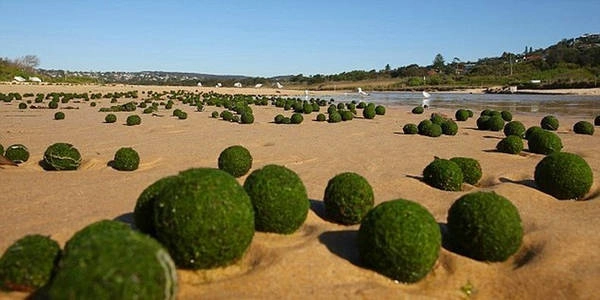 Marimo là một loại tảo hiếm và chỉ xuất hiện ở một số nước như Iceland (hồ Mývatn), Scotland, Estonia và Nhật Bản (hồ Akan). Gần đây, vào năm 2014, người ta đã phát hiện ra một lượng lớn marimo trên bãi biển Dee Why Beach ở Sydney (Australia) và đây là lần đầu tiên loài tảo này xuất hiện ở khu vực Nam bán cầu. Ảnh: Amusing Planet. Marimo là một loại tảo hiếm và chỉ xuất hiện ở một số nước như Iceland (hồ Mývatn), Scotland, Estonia và Nhật Bản (hồ Akan). Gần đây, vào năm 2014, người ta đã phát hiện ra một lượng lớn marimo trên bãi biển Dee Why Beach ở Sydney (Australia) và đây là lần đầu tiên loài tảo này xuất hiện ở khu vực Nam bán cầu. Ảnh: Amusing Planet.