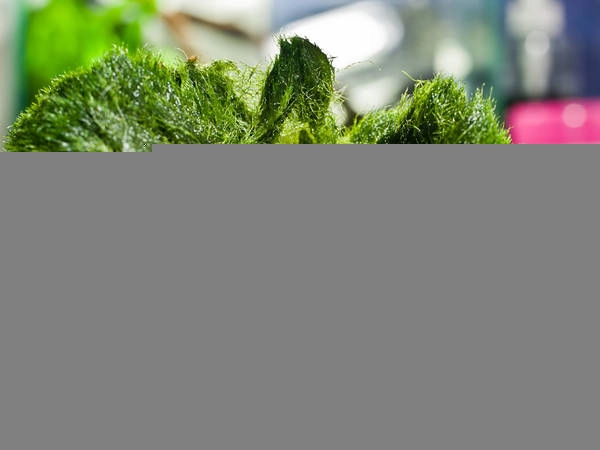Marimo không phát triển xung quanh lõi của một vật thể, chẳng hạn như một viên sỏi, các sợi tảo mịn như tơ liên tục phân nhánh, phát triển từ vị trí trung tâm, dần dần tạo thành dạng hình cầu. Điều đáng ngạc nhiên là phần lõi của quả cầu dù không được tiếp xúc với ánh sáng mặt trời vẫn có chất diệp lục dưới dạng “ngủ say”. Chỉ cần có ánh sáng chiếu vào khi quả cầu bị vỡ, chúng sẽ hoạt động trở lại. Ảnh: The Aquatic Gazette. Marimo không phát triển xung quanh lõi của một vật thể, chẳng hạn như một viên sỏi, các sợi tảo mịn như tơ liên tục phân nhánh, phát triển từ vị trí trung tâm, dần dần tạo thành dạng hình cầu. Điều đáng ngạc nhiên là phần lõi của quả cầu dù không được tiếp xúc với ánh sáng mặt trời vẫn có chất diệp lục dưới dạng “ngủ say”. Chỉ cần có ánh sáng chiếu vào khi quả cầu bị vỡ, chúng sẽ hoạt động trở lại. Ảnh: The Aquatic Gazette.