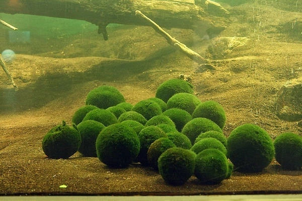 Marimo sinh trưởng dưới đáy hồ, nơi có nhiệt độ dao động từ 13-35 độ C, ít chịu tác động của dòng nước khiến chúng giữ được dạng hình cầu. Loài tảo này có khả năng di chuyển theo dòng nước, đảm bảo bất kỳ chỗ nào trên quả cầu cũng có thể quang hợp. Marimo phát triển rất chậm, kích thước chỉ tăng khoảng vài mm mỗi năm và có tuổi thọ rất cao. Ảnh: Amusing Planet. Marimo sinh trưởng dưới đáy hồ, nơi có nhiệt độ dao động từ 13-35 độ C, ít chịu tác động của dòng nước khiến chúng giữ được dạng hình cầu. Loài tảo này có khả năng di chuyển theo dòng nước, đảm bảo bất kỳ chỗ nào trên quả cầu cũng có thể quang hợp. Marimo phát triển rất chậm, kích thước chỉ tăng khoảng vài mm mỗi năm và có tuổi thọ rất cao. Ảnh: Amusing Planet.