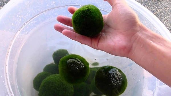 Ở Nhật Bản, marimo được người dân bảo vệ, coi là một vật mang lại may mắn. Cái tên marimo được nhà thực vật học Kawakami Tatsuhiko đặt năm 1898 (mari là bóng, mo là từ chỉ các loài thủy sinh), và chính thức được coi là một “báu vật” tự nhiên kể từ năm 1920. Từ đó đến nay, ngày 29/3 hàng năm, tại khu vực hồ Akan sẽ diễn ra một lễ hội kéo dài ba ngày nhằm tôn vinh marimo và nâng cao ý thức về việc bảo tồn loài tảo độc đáo này. Ảnh: Mossball. Ở Nhật Bản, marimo được người dân bảo vệ, coi là một vật mang lại may mắn. Cái tên marimo được nhà thực vật học Kawakami Tatsuhiko đặt năm 1898 (mari là bóng, mo là từ chỉ các loài thủy sinh), và chính thức được coi là một “báu vật” tự nhiên kể từ năm 1920. Từ đó đến nay, ngày 29/3 hàng năm, tại khu vực hồ Akan sẽ diễn ra một lễ hội kéo dài ba ngày nhằm tôn vinh marimo và nâng cao ý thức về việc bảo tồn loài tảo độc đáo này. Ảnh: Mossball.