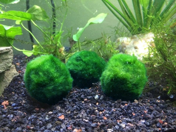 Hiện nay, những quả cầu marimo được bán trong các cửa hàng lưu niệm hoặc dùng để trang trí bể cá ở Nhật Bản. Ảnh: Shopify. Hiện nay, những quả cầu marimo được bán trong các cửa hàng lưu niệm hoặc dùng để trang trí bể cá ở Nhật Bản. Ảnh: Shopify.
