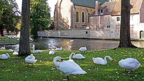 Xứ sở của thiên nga: Bruges không chỉ có kiến trúc đẹp, mà còn hài hòa giữa thiên nhiên. Nổi bật là những con thiên nga trắng đỏm dáng bơi lội trên các dòng kênh, hay những công viên xanh mướt lý tưởng cho khách bộ hành. Xứ sở của thiên nga: Bruges không chỉ có kiến trúc đẹp, mà còn hài hòa giữa thiên nhiên. Nổi bật là những con thiên nga trắng đỏm dáng bơi lội trên các dòng kênh, hay những công viên xanh mướt lý tưởng cho khách bộ hành.