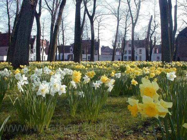 Bạn cũng có thể ghé thăm tu viện Béguinage de Bruges, nơi tràn ngập hoa và cây cối xanh tươi. Bạn cũng có thể ghé thăm tu viện Béguinage de Bruges, nơi tràn ngập hoa và cây cối xanh tươi.