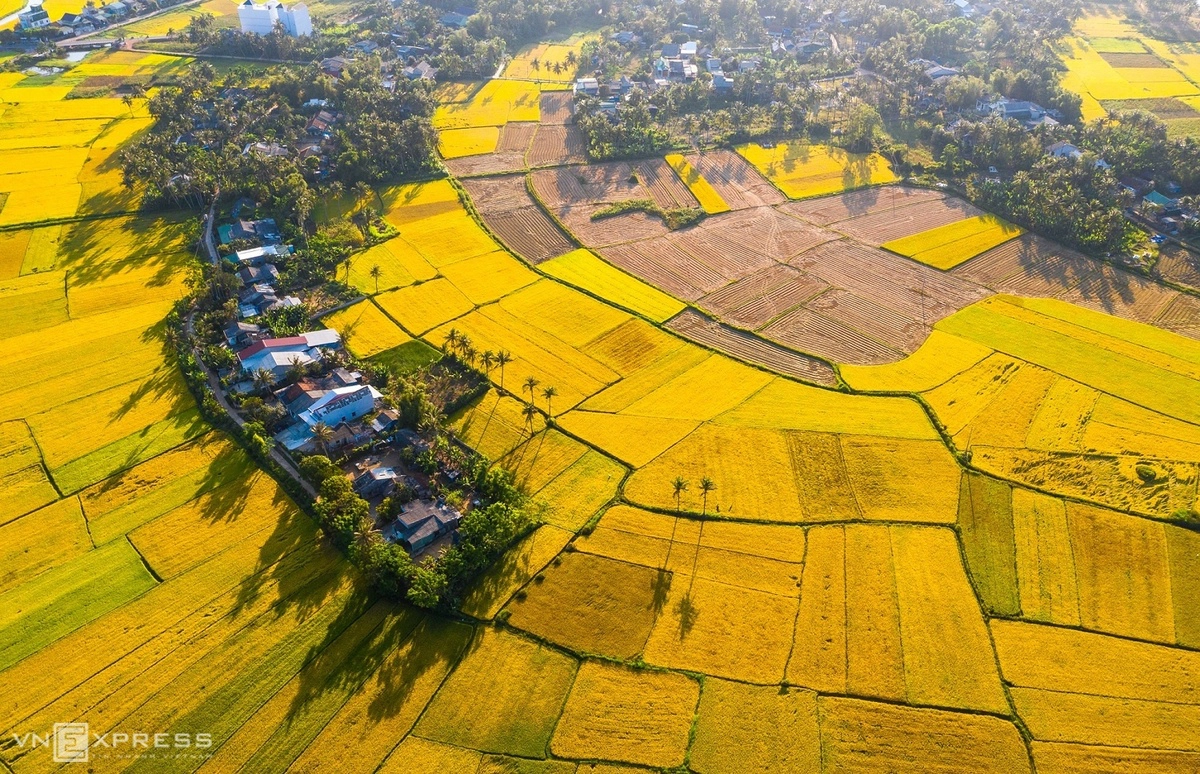   Mênh mông cánh đồng lúa chín tại xã Hoài Mỹ, huyện Hoài Nhơn. Xã nông thôn mới Hoài Mỹ được mùa bội thu nhờ nông dân hưởng ứng triển khai sản xuất theo mô hình cánh đồng mẫu lớn, với diện tích trồng ngày càng tăng.