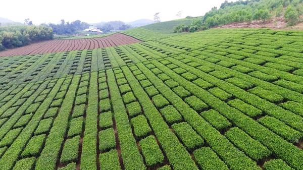 Nếu một lần đến Tuyên Quang, bạn sẽ không thể quên được sắc xanh ngút ngàn của đồi chè tại thôn Làng Bát.