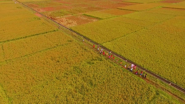 Về Bắc Ninh vào mùa hè, bạn sẽ đắm mình trong những cánh đồng lúa vàng óng, thẳng cánh cò bay. Để làm ra những hạt "ngọc trời" trắng ngần, người dân chăm chút từ khâu chọn giống, trồng lúa, chăm sóc đến tận lúc thu hoạch. Tại đây, đất và nguồn nước được kiểm định đạt chuẩn, thuốc bảo vệ thực vật cũng sử dụng đúng cách để đảm bảo an toàn cho người tiêu dùng cũng như bảo vệ môi trường.