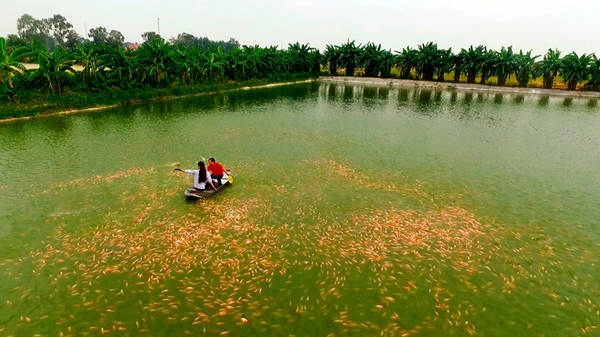 Về Hưng Yên, mọi người có thể thấy sắc vàng cam của cá diêu hồng trên những mặt hồ rộng hàng nghìn ha. Người dân nơi đây đang xây dựng mô hình nuôi cá đạt chuẩn vệ sinh an toàn thực phẩm, cung cấp nông sản sạch cho nhiều tỉnh, thành phố trên cả nước.