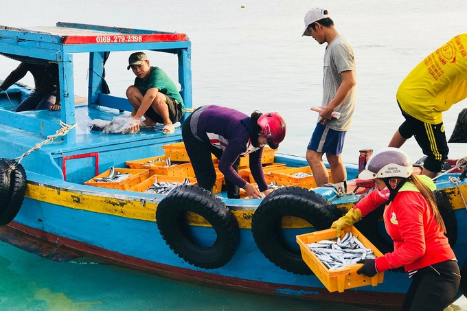 Du khách có thể đến Bãi Phủ khoảng 5h sáng, trong lúc cùng người dân chờ cá về có thể ngắm bình minh. Sau khi ghe cập bến, bạn có thể dạo một vòng để tìm món hải sản ưa thích rồi mua mang về để chế biến.