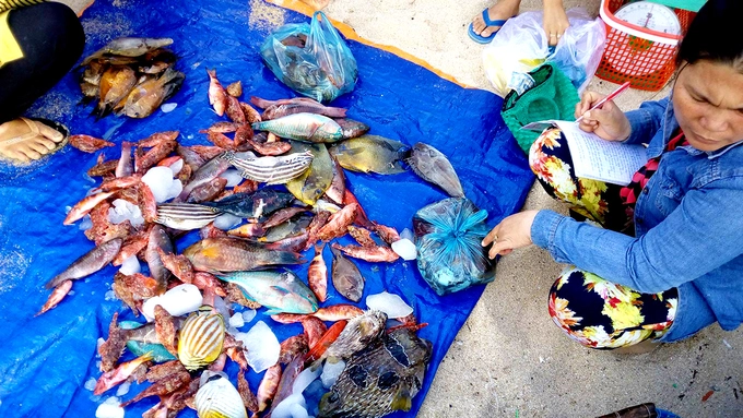 Để đến đảo, du khách phải đến Phan Thiết trước. Tàu biển ra vào đảo chạy theo lịch cố định trong từng tháng nên du khách nên đặt trước vì vé hết rất nhanh. Bạn có thể theo dõi thêm lịch tàu chạy tại trang thông tin của Sở Giao thông vận tải Bình Thuận, ở phần thông báo. Vé có giá khoảng 250.000 đồng một chiều.  Một ngày chỉ có 1-2 chuyến xuất phát mỗi chiều, nếu trễ giờ tàu chạy bạn sẽ phải đợi chuyến tiếp theo vào ngày hôm sau.  Ảnh: Tính Phú Quý