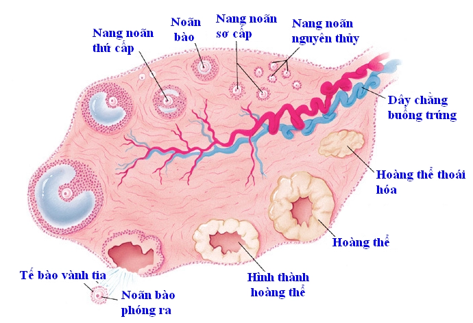 Nang noãn