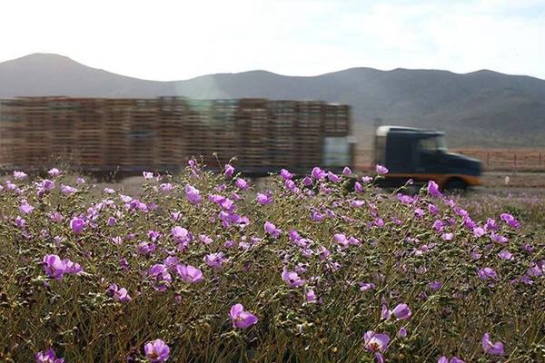 Có khoảng 200 loài hoa tồn tại ở sa mạc Atacama. 