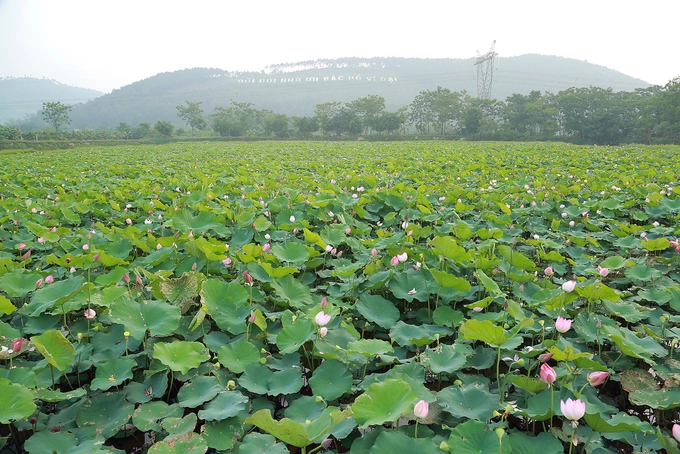 Cách TP Vinh hơn 20 km, ngay dưới chân núi thuộc xã Nam Tân, huyện Nam Đàn có nhiều đầm sen bung nở.