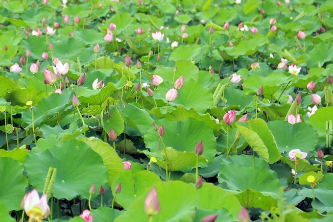 Thời gian này, nhiều đầm sen ở huyện Hưng Nguyên, Thanh Chương... cũng nở rộ, hấp dẫn nhiều du khách đến tham quan dịp cuối tuần.