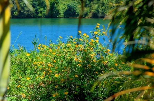 Mê mẩn mùa hoa dã quỳ ở Pleiku. Ảnh: Doan Vinh.