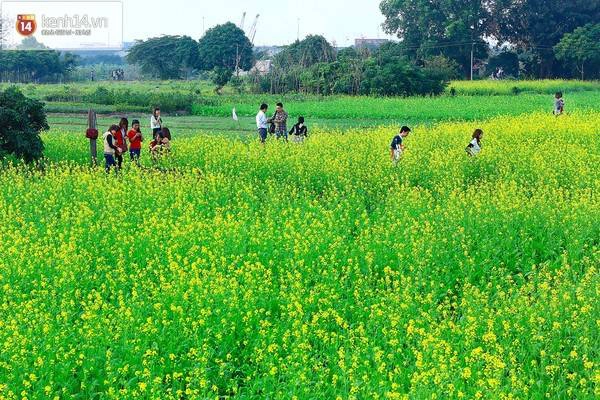 Tuy không phải là loài hoa cao sang nhưng hòa mình vào cả cánh động hoa, ai ai cũng cảm thấy đẹp lạ và tươi mới. 