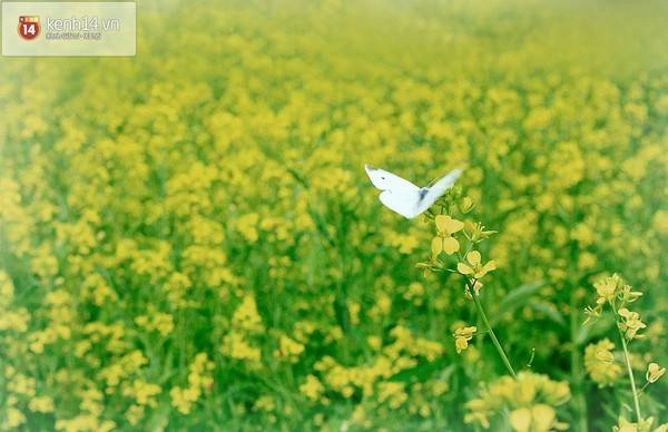 Màu vàng rực cùng mùi thơm ngai ngái đã thu hút ong bướm tới hút mật.