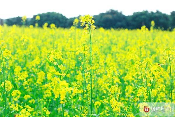 Từng bông cải mỏng manh, rung rinh trước gió.