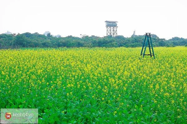 Nhìn từ xa, cánh đồng cải như tấm thảm màu vàng trải dài bao la.