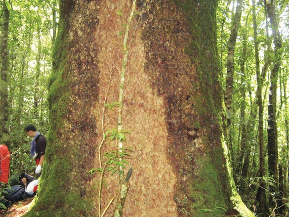 Trekking ở Việt Nam - Cùng iVIVU.com